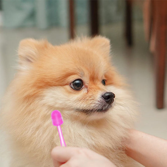 brosse-a-dent-chien-rose-ideal