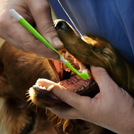 brosse-a-dent-chien-vert-clair