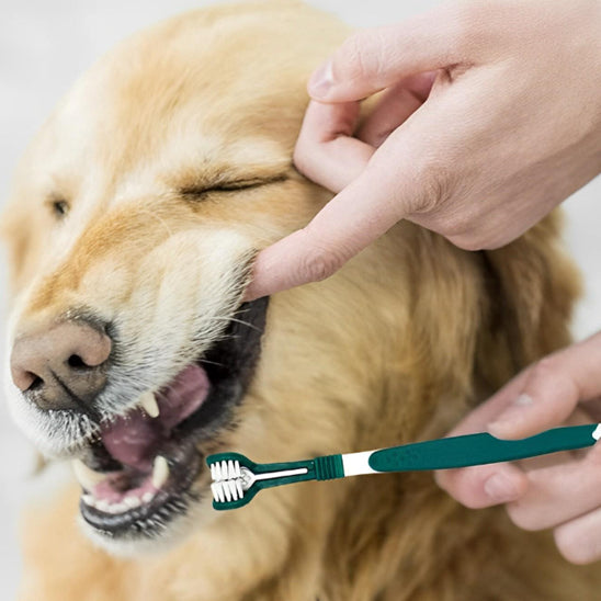 brosse-a-dent-chien-vert-foncer