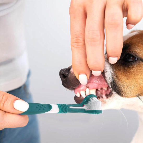 brosse-a-dent-chien-vert