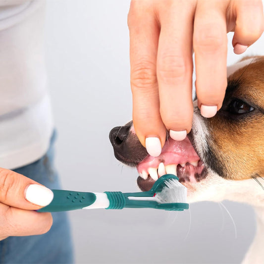 brosse-a-dent-chien-vert
