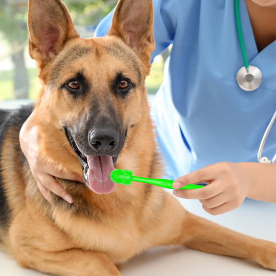 brosse-a-dent-chien-vert-ideal