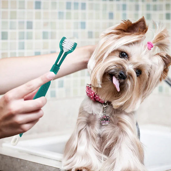 brosse-a-dent-chien-vert