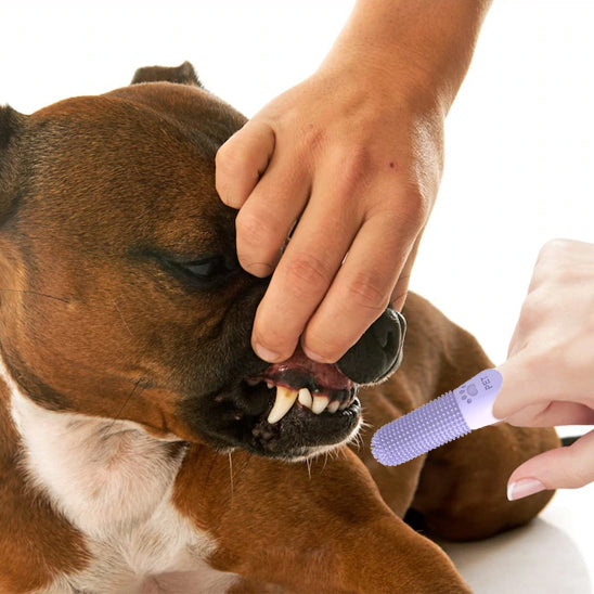brosse-a-dent-pour-chien-facile