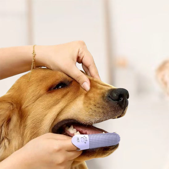 brosse-a-dent-pour-chien-mauve-hygiene