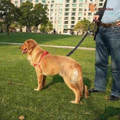 ceinture-de-securite-pour-chien-laisse