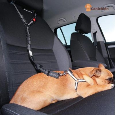 ceinture-de-securite-pour-chien-noir