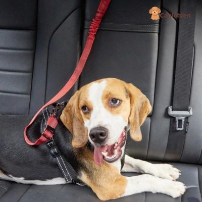 ceinture-de-securite-pour-chien-rouge