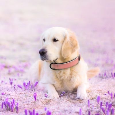 collier-chien-cuir-rose-confort