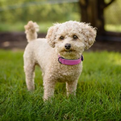 collier-chien-cuir-rose