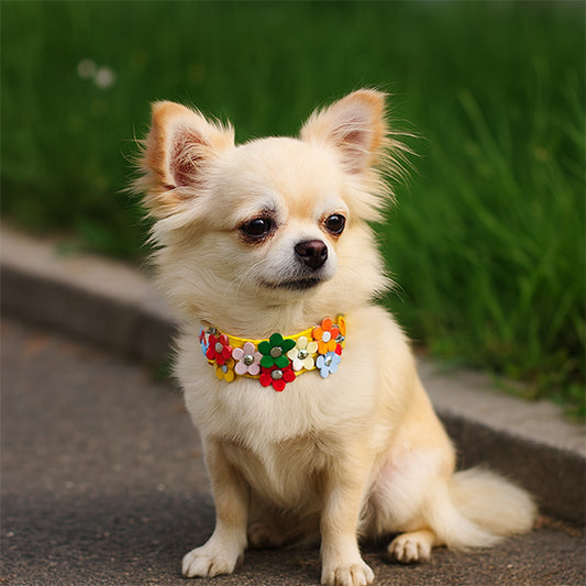 collier-chien-jaune-petit-chien