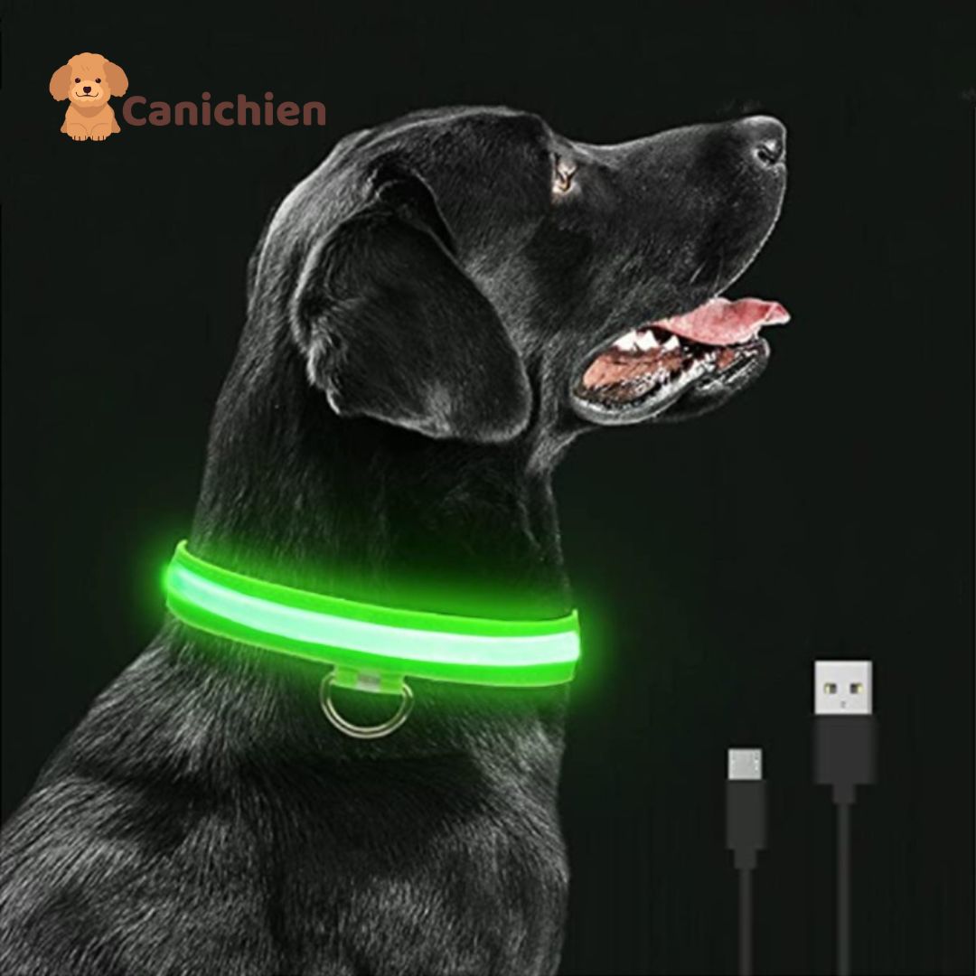 Collier lumineux pour chien – Canitech