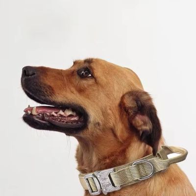 collier-pour-chien-beige