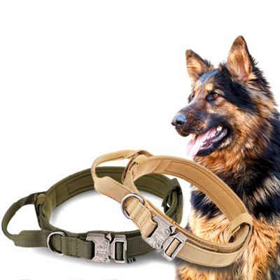 collier-pour-chien-grand