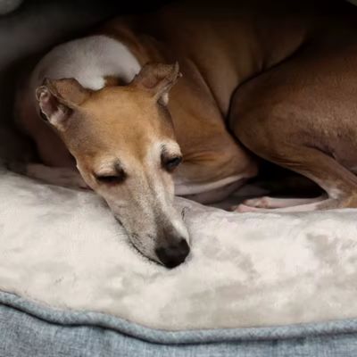 coussin-anti-stress-chien-gris-apaisant