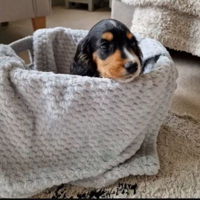 couverture-pour-chien-coton-panier