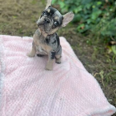 couverture-pour-chien-coton-reconfort