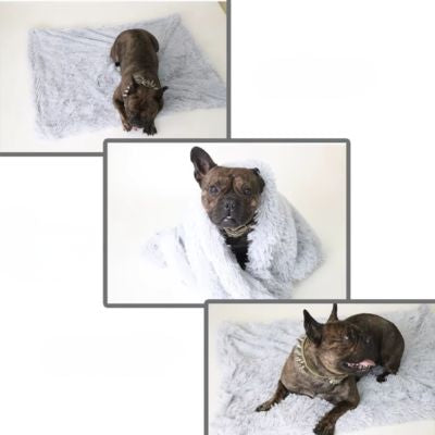 couverture-pour-chien-plaid-anti-stress