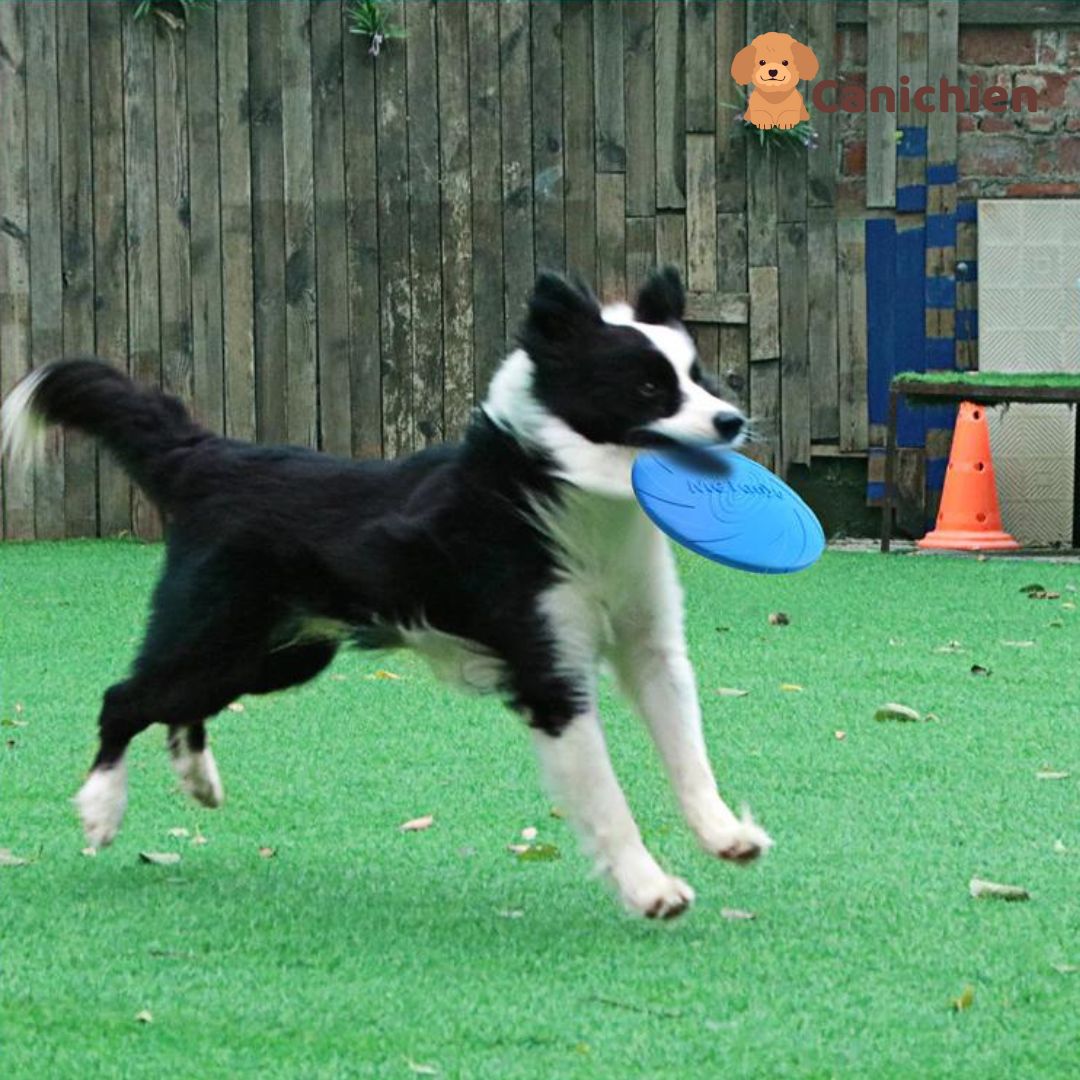 Frisbee pour Chien Indestructible