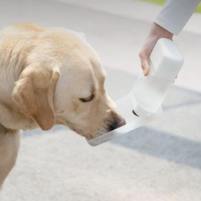 gourde-pour-chien-blanc-hydrater