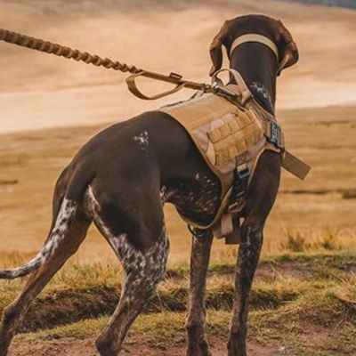 harnais-anti-traction-chien-beige-arriere