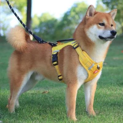 harnais-anti-traction-chien-jaune-petit