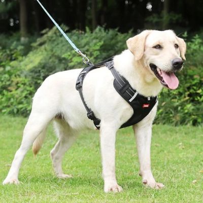 harnais-anti-traction-chien-noir-grand