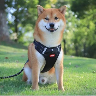 harnais-anti-traction-chien-noir-moyen