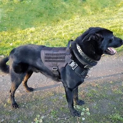 harnais-anti-traction-chien-noir-variante