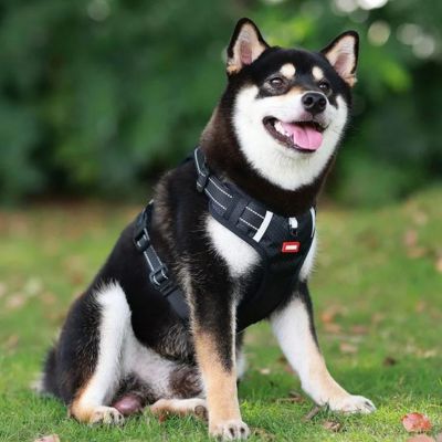 harnais-anti-traction-chien-noir