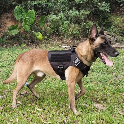 harnais-anti-traction-chien-noir