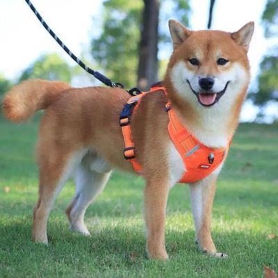 harnais-anti-traction-chien-orange-moyene