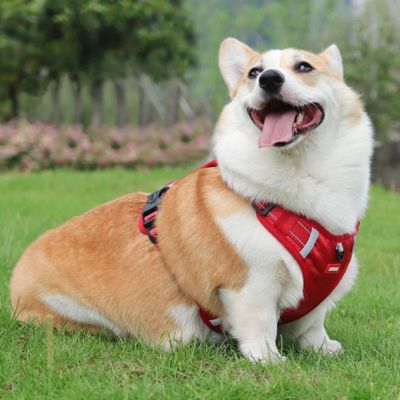 harnais-anti-traction-chien-rouge
