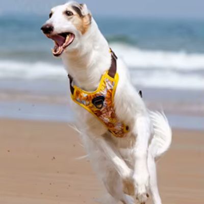 harnais-anti-traction-tropical-confort