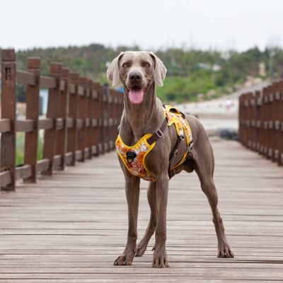 harnais-anti-traction-tropical-jaune-y