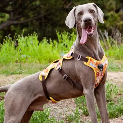 harnais-anti-traction-tropical-y