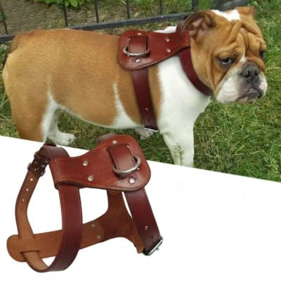 harnais-chien-cuir-brun-en-h-bouledogue