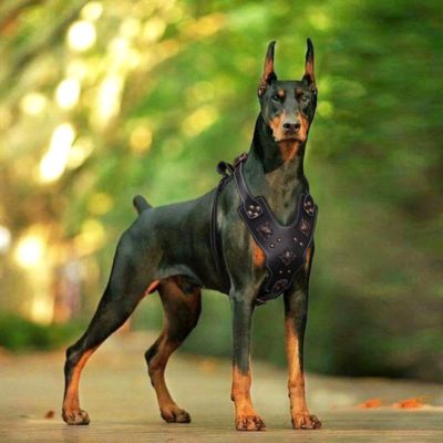 harnais-chien-cuir-doberman