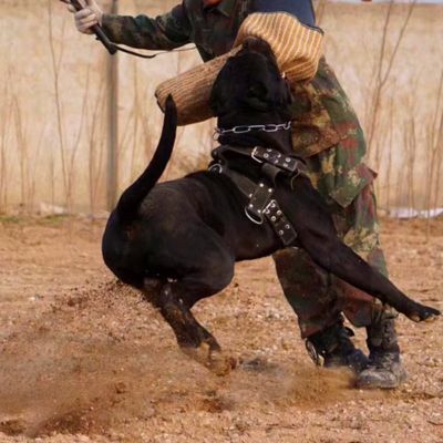 harnais-de-traction-chien-noir-grand-chien