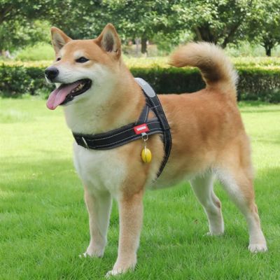 harnais-en-t-noir-grand