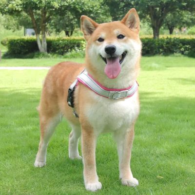 harnais-en-t-rose-grand