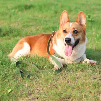 harnais-en-y-vert-beau