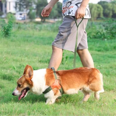 harnais-en-y-vert-promenade