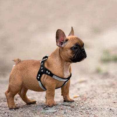 harnais-petit-chien-noir-chiot