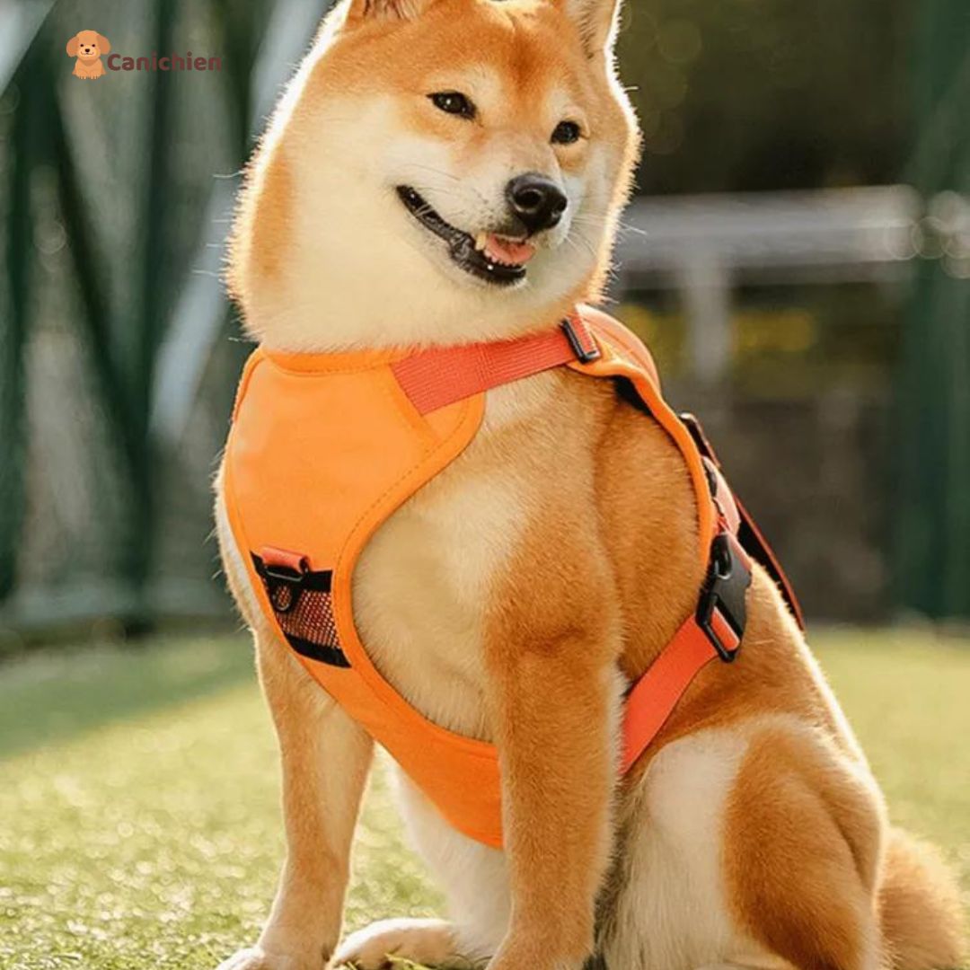 harnais-pour-chien-orange