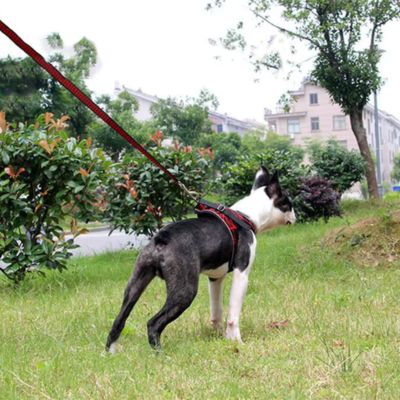 harnais-pour-chien-rouge-confortable