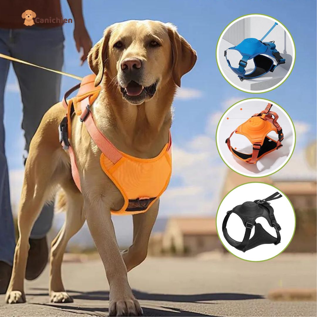 Un harnais pour chien guide nouvelle génération - actualité - chien -  SantéVet