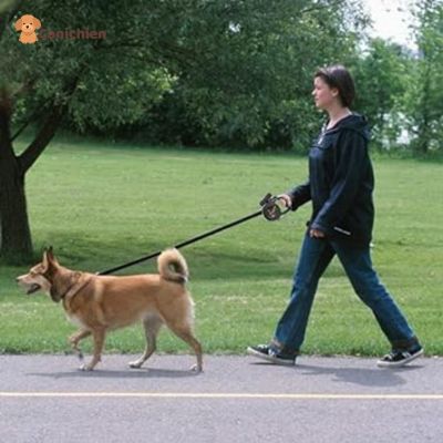 laisse-pour-chien-en-promenade