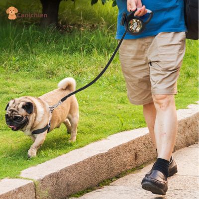 laisse-pour-chien-vert