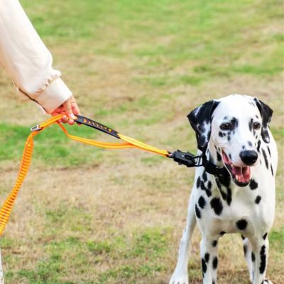 laisses-pour-chien-orange-poigner